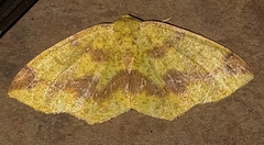 Periclina apricaria