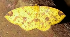 Periclina apricaria