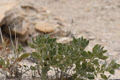 Xylorhiza wrightii