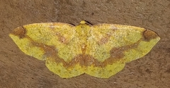 Periclina apricaria
