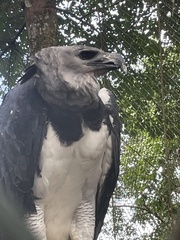 Harpia
