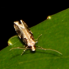 Crypsitricha mesotypa