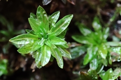 Encalypta streptocarpa