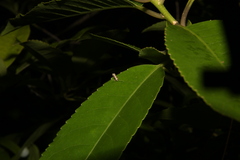 Crypsitricha mesotypa