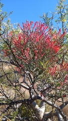 Psittacanthus sonorae