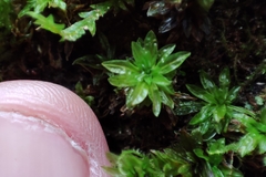 Encalypta streptocarpa