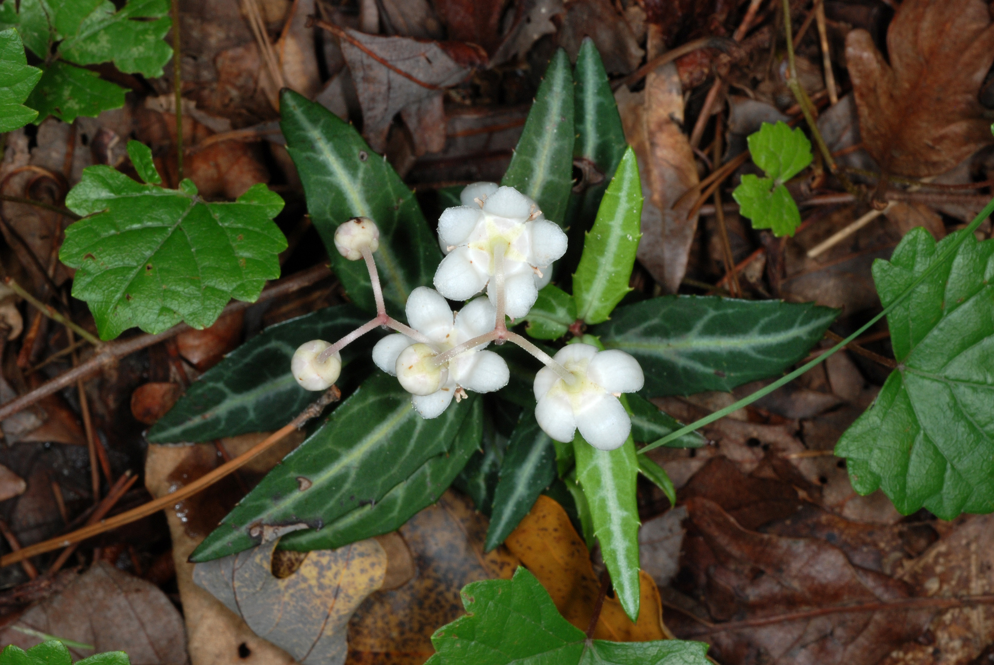 Chimaphila maculata