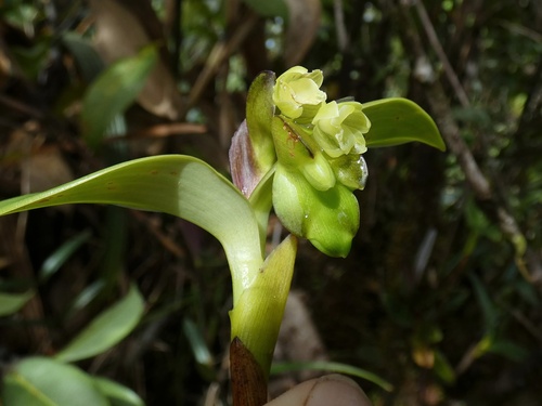 Epidendrum cryptanthum Lindl.