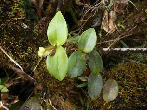 Epidendrum cryptanthum Lindl. 2