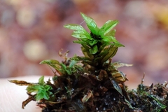 Encalypta streptocarpa