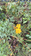 Tagetes lunulata