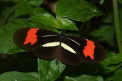 Heliconius besckei