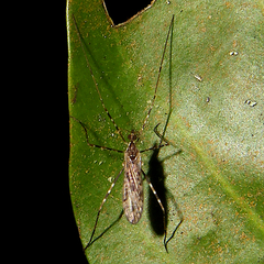 Amphineurus hudsoni