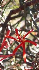 Psittacanthus sonorae