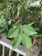 Callicarpa formosana formosana