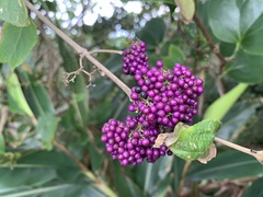 Callicarpa formosana formosana