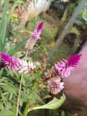 Celosia argentea image