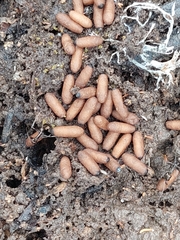 Odontomachus haematodus