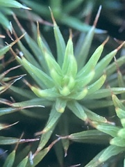 Polytrichum juniperinum