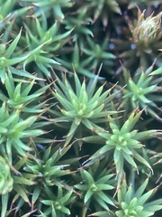 Polytrichum juniperinum