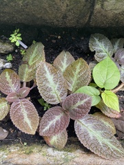 Episcia