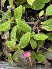 Episcia
