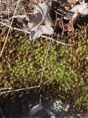 Polytrichum juniperinum