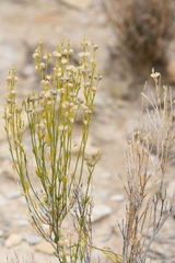 Menodora scabra