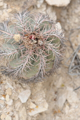 Echinocactus horizonthalonius