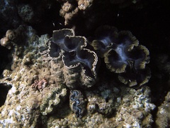 Tridacna squamosa