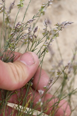 Polygala scoparioides