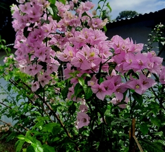 Bougainvillea glabra