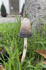 Coprinus comatus