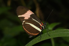 Heliconius besckei