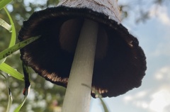 Coprinus comatus