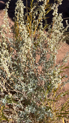 Artemisia tridentata