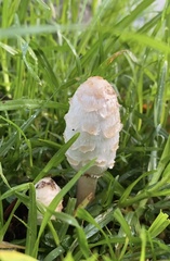 Coprinus comatus