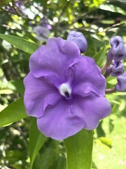 Brunfelsia