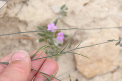 Polygala