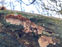 Stereum gausapatum