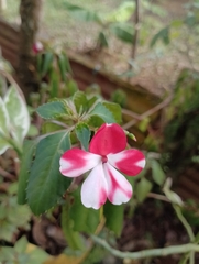 Impatiens walleriana image