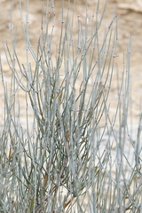 Ephedra aspera