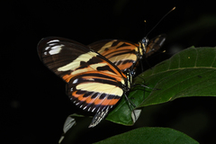 Heliconius ethilla narcaea
