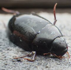 Hydrobiomorpha casta
