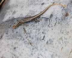 Cryptoblepharus poecilopleurus