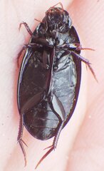 Hydrobiomorpha casta