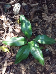 Veratrum parviflorum