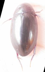 Hydrobiomorpha casta