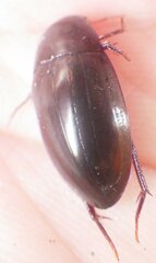 Hydrobiomorpha casta