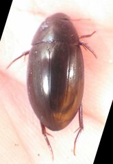 Hydrobiomorpha casta